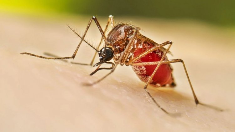 ডেঙ্গুতে আরও ৪ জনের মৃত্যু