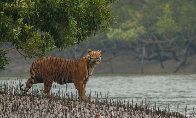 ‘সুন্দরবন দিবস’ আজ, জাতীয়ভাবে দিবসটি পালনে ২৩ বছরেও মেলেনি সাড়া