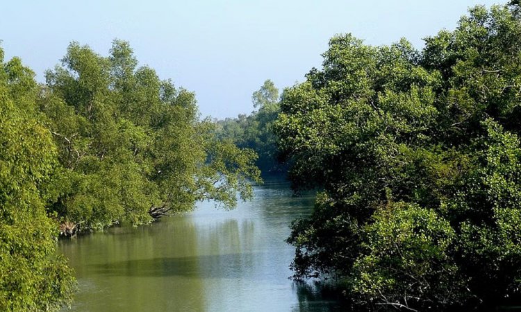 সুন্দরবনে নতুন প্রকল্প শুরু করতে চলেছে মমতার সরকার