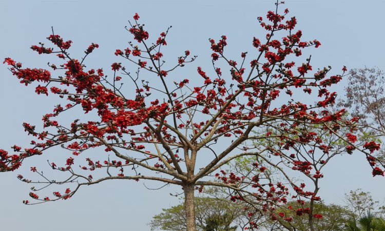 রামগতিতে বসন্তের আগমন, শিমুল ফুলে লাল হয়ে উঠেছে প্রকৃতি