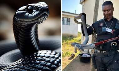 আফ্রিকায় ধরা পড়ল ২.২ মিটার লম্বা ব্ল্যাক মাম্বা