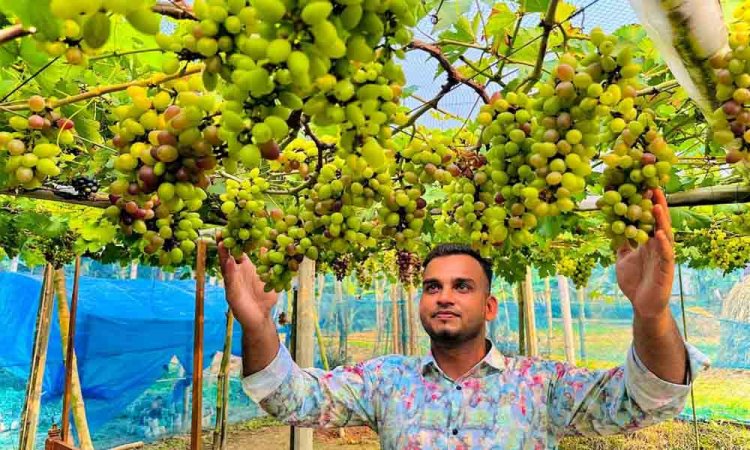 ময়মনসিংহে প্রথম বাণিজ্যিকভাবে আঙ্গুর চাষ করে সফল সুমন