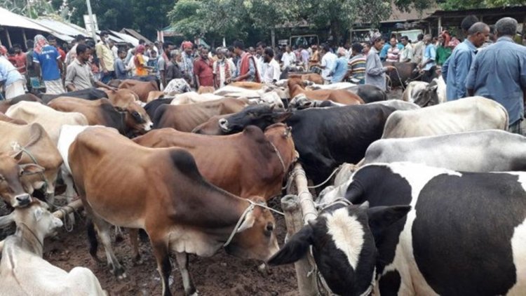 ৪০০ গরু কুরবানির কর্মসূচি স্থগিত করল জাহেদী ফাউন্ডেশন