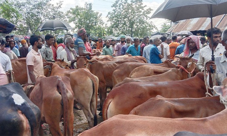এবার কোরবানির পশুর দাম সহনীয় থাকার সম্ভাবনা