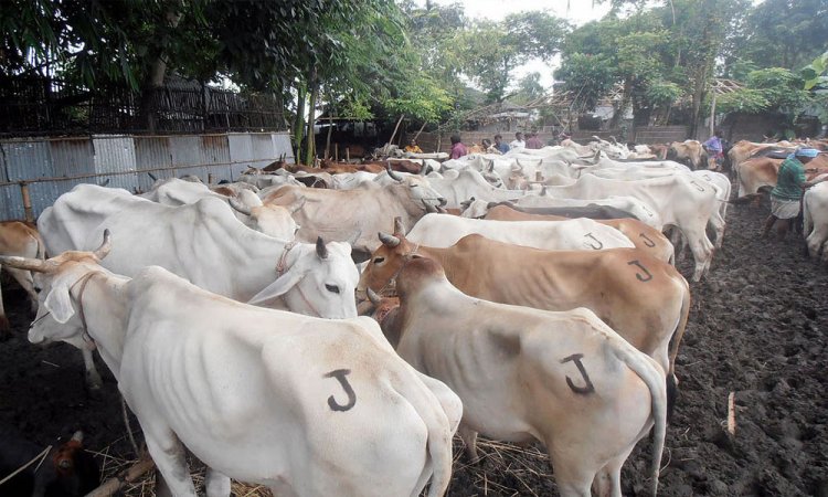 ভারতীয় গরু আমদানি বন্ধের এক যুগ