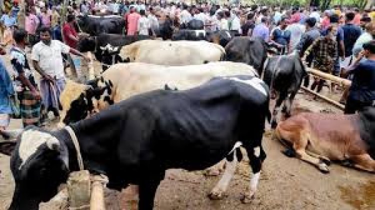 পশুতে পরিপূর্ণ হাট, নেই বেচাকেনা