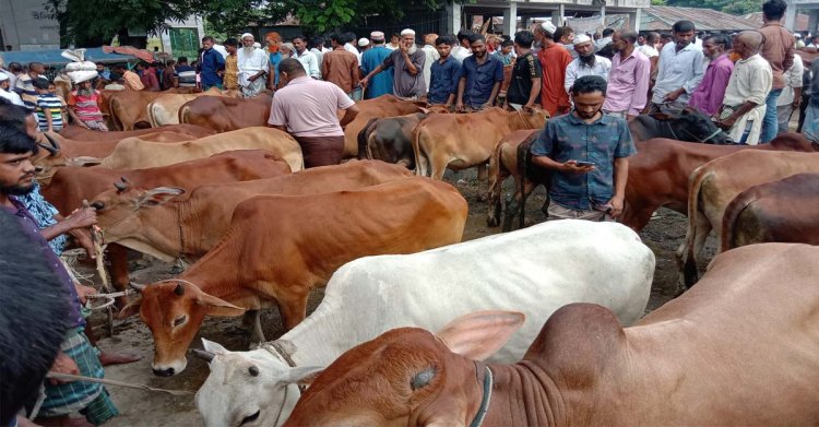 বাজারে দেশীয় পশু: দাম নিয়ে হতাশ বিক্রেতারা