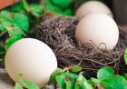 দিনে খান তিন ডিম