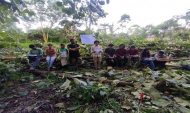 জাবিতে শিক্ষার্থীদের নির্দেশে কাঁটা হলো অর্ধশতাধিক গাছ, জানে না প্রশাসন