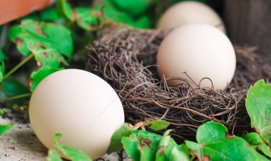 দিনে খান তিন ডিম