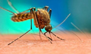 বিশ্বজুড়ে চিকুনগুনিয়ার প্রকোপ বৃদ্ধি, জরুরি পদক্ষেপের আহ্বান ডব্লিউএইচওর