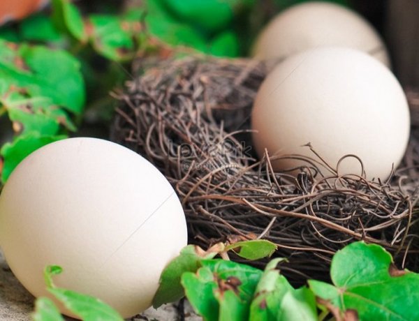 দিনে খান তিন ডিম