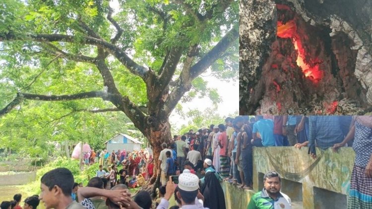 শতবর্ষী কড়ই গাছের ভেতরে জ্বলছে আগুন, নেভাতে ব্যর্থ দমকলবাহিনী