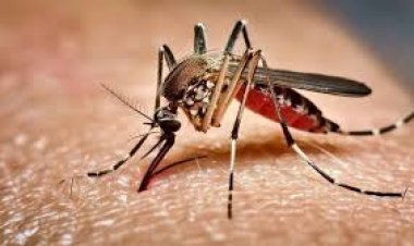 ডেঙ্গুতে আরও দুইজনের মৃত্যু, শনাক্ত ২৭৮