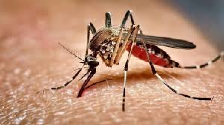 ডেঙ্গুতে আরও দুইজনের মৃত্যু, শনাক্ত ২৭৮